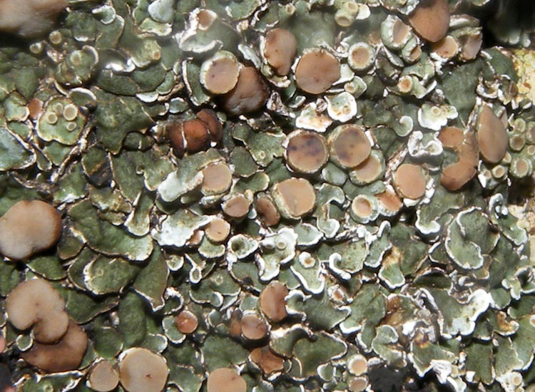 Lichene su roccia gessosa